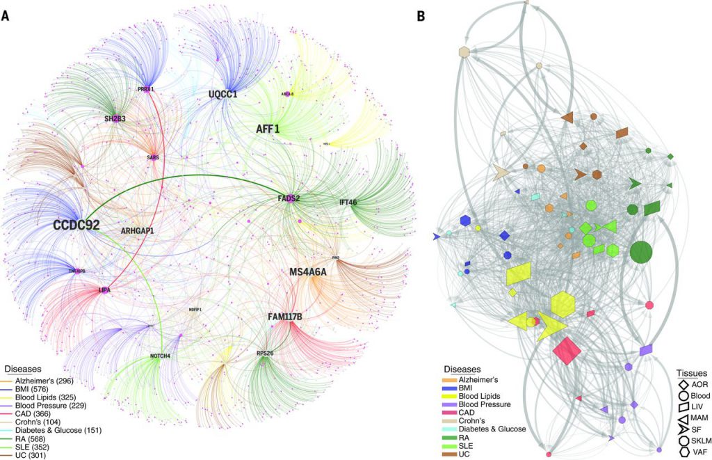 Cis- and trans-gene regulation across CMDs and Alzheimer’s disease.