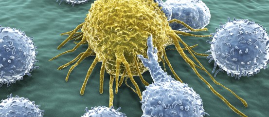 Human Embryo Research Confronts Ethical ‘Rule’