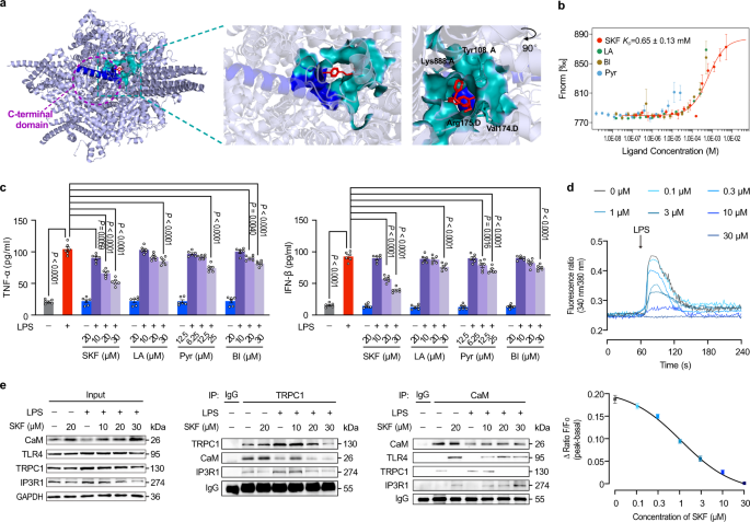 Fig1. Inhibition of FGF signalling impairs lymphatic development.