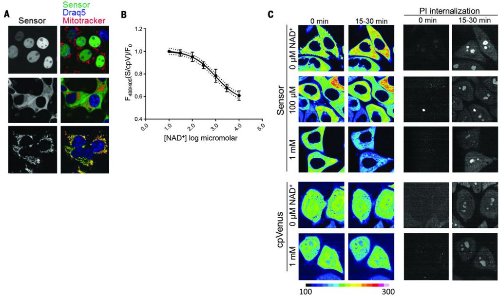 Free intracellular NAD+ measurements