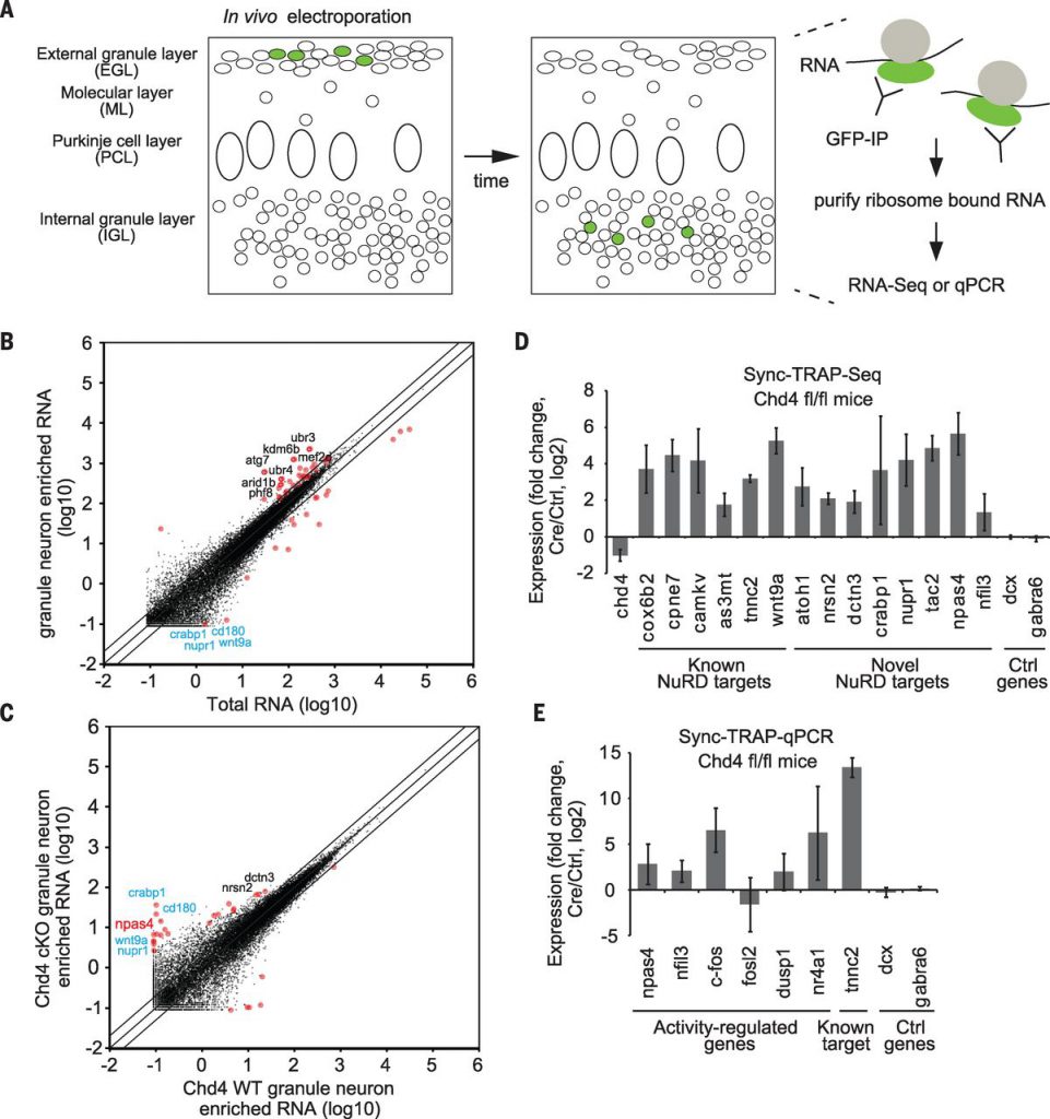 In vivo Sync-TRAP analyses reveal that the NuRD complex inactivates activity-dependent genes in synchronously developing granule neurons in the cerebellum.