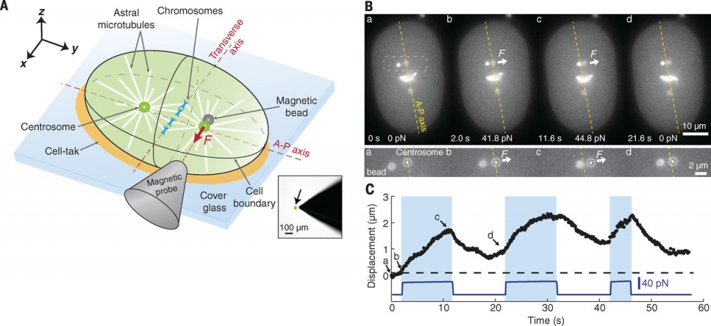 Fig.1 Measurement of spindle centering forces using magnetic tweezers
