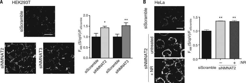 Multiple sources for mitochondrial NAD+