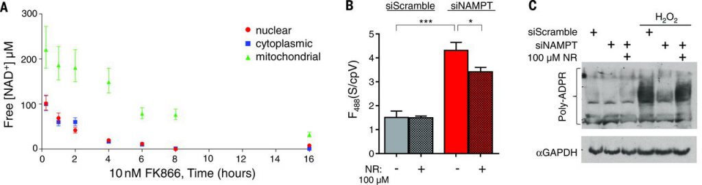 NAD+ fluctuations in cells