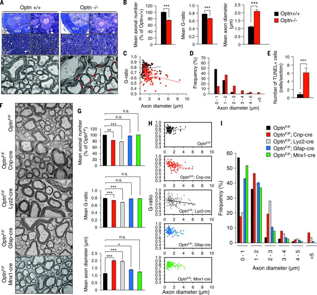 Optn deficiency in oligodendrocyte and myeloid