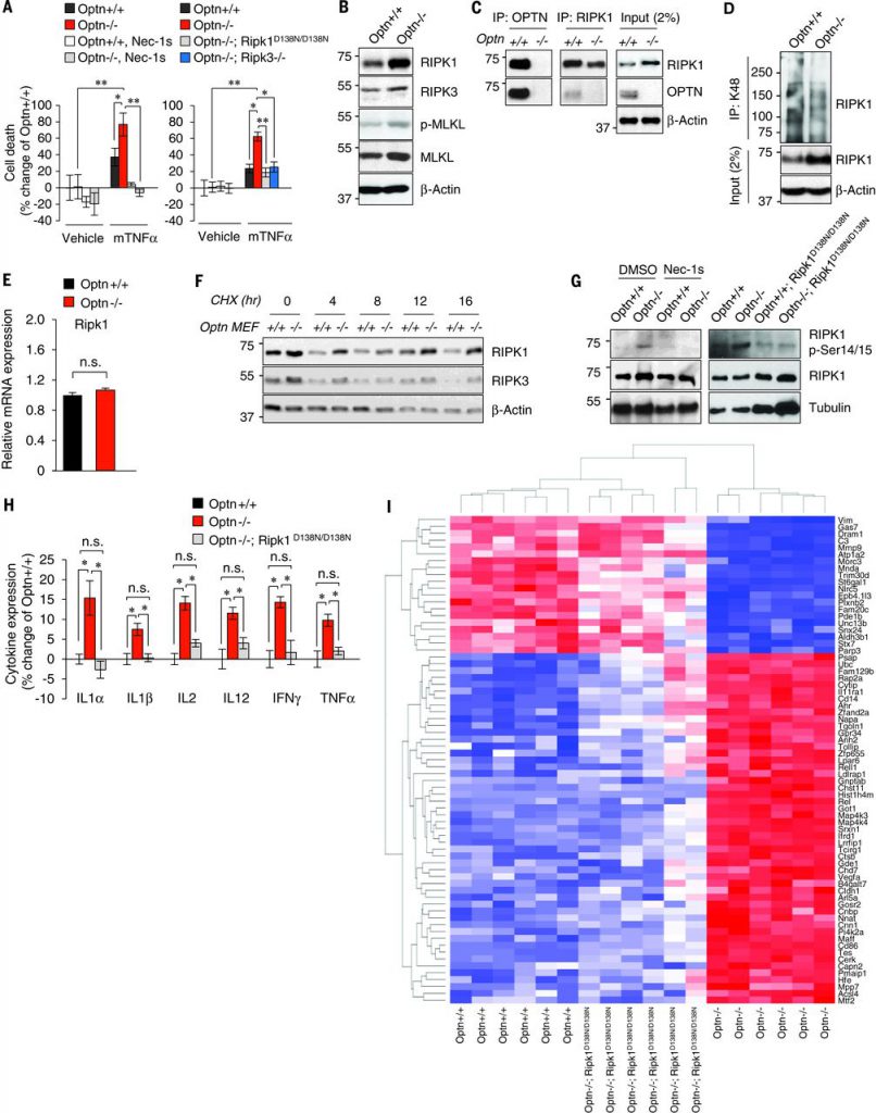 Optn deficiency sensitizes to necroptosis