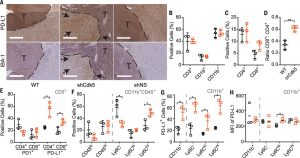 Fig. 4 Orthotopic Cdk5-deficient tumors exhibit increased PD-L1 staining, CD4+tumor–infiltrating lymphocytes (TILs), and accumulating infiltrates of CD11b+ populations.