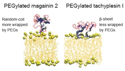 PEGylation