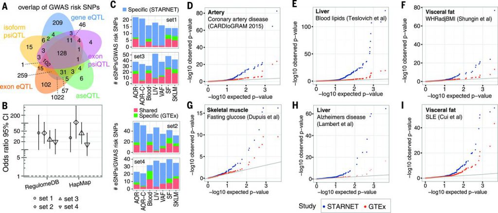PCSK9 regulation in VAF, not LIV, increases risk for elevated LDL/HDL ratio.