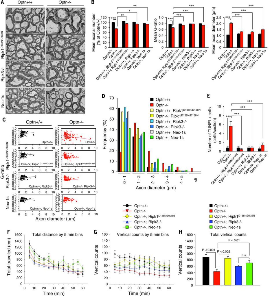 Ripk1 and Ripk3 mediate axonal pathology