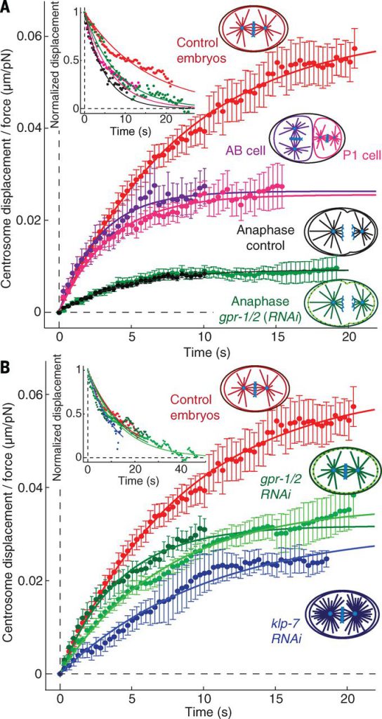 Fig.3 Spindle responses during anaphase