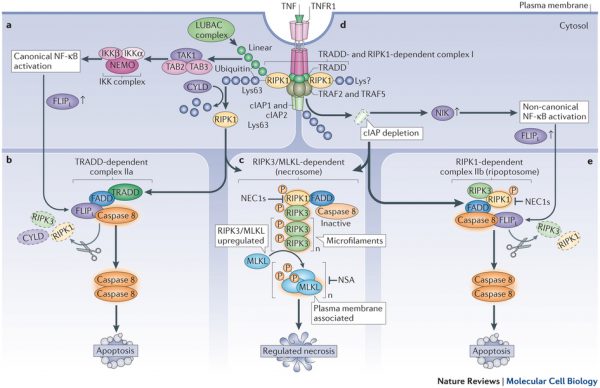 New Target For Neurodegenerative Diseases: RIPK1 Promoting Inflammation and Necroptosis in ALS