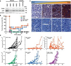 Fig. 1 Targeted deletion of Cdk5 in MB results in rejection by CD4+ T cells.