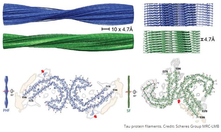 Tau proteinfilaments