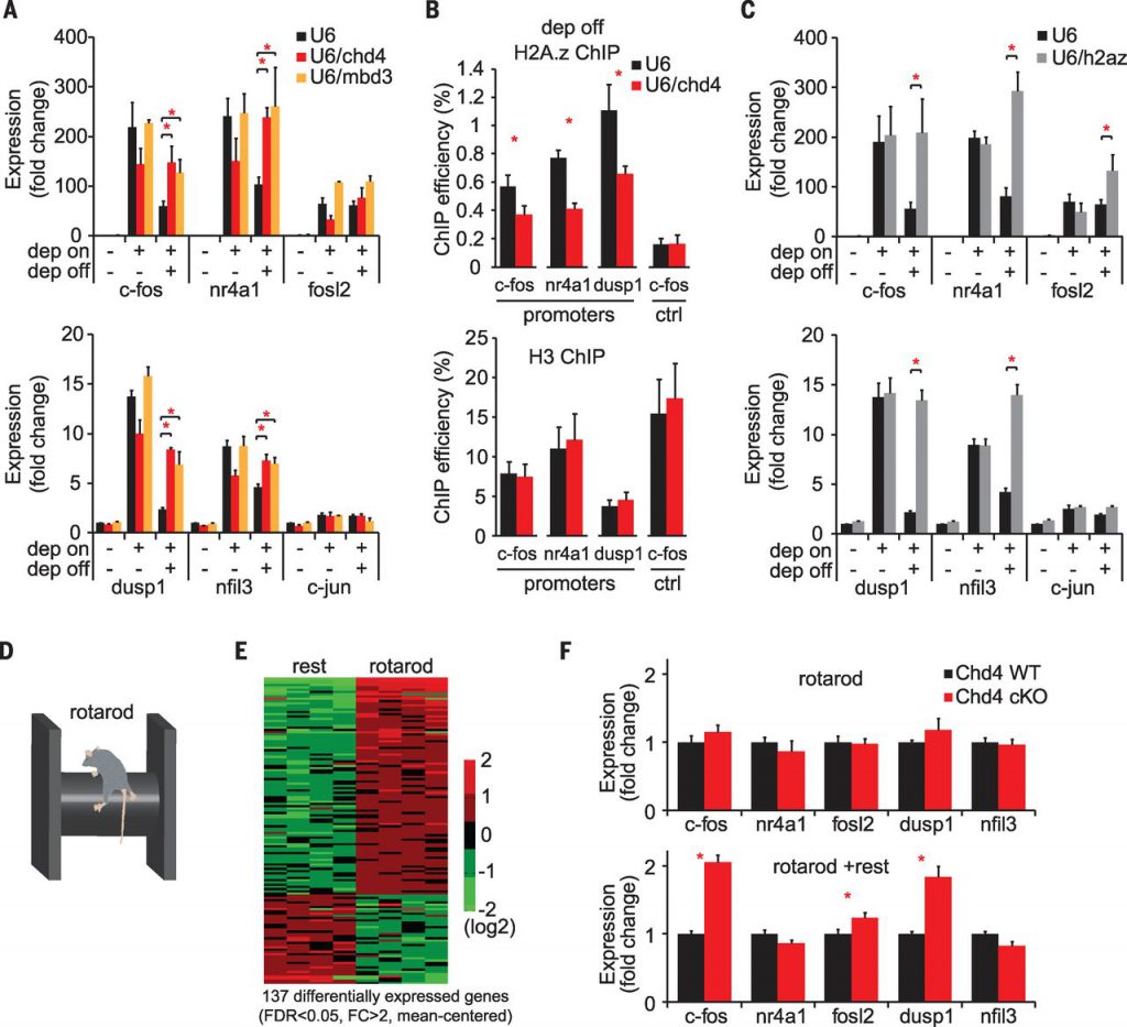 The NuRD/H2A.z chromatin-remodeling pathway inactivates activity-dependent genes in neurons.