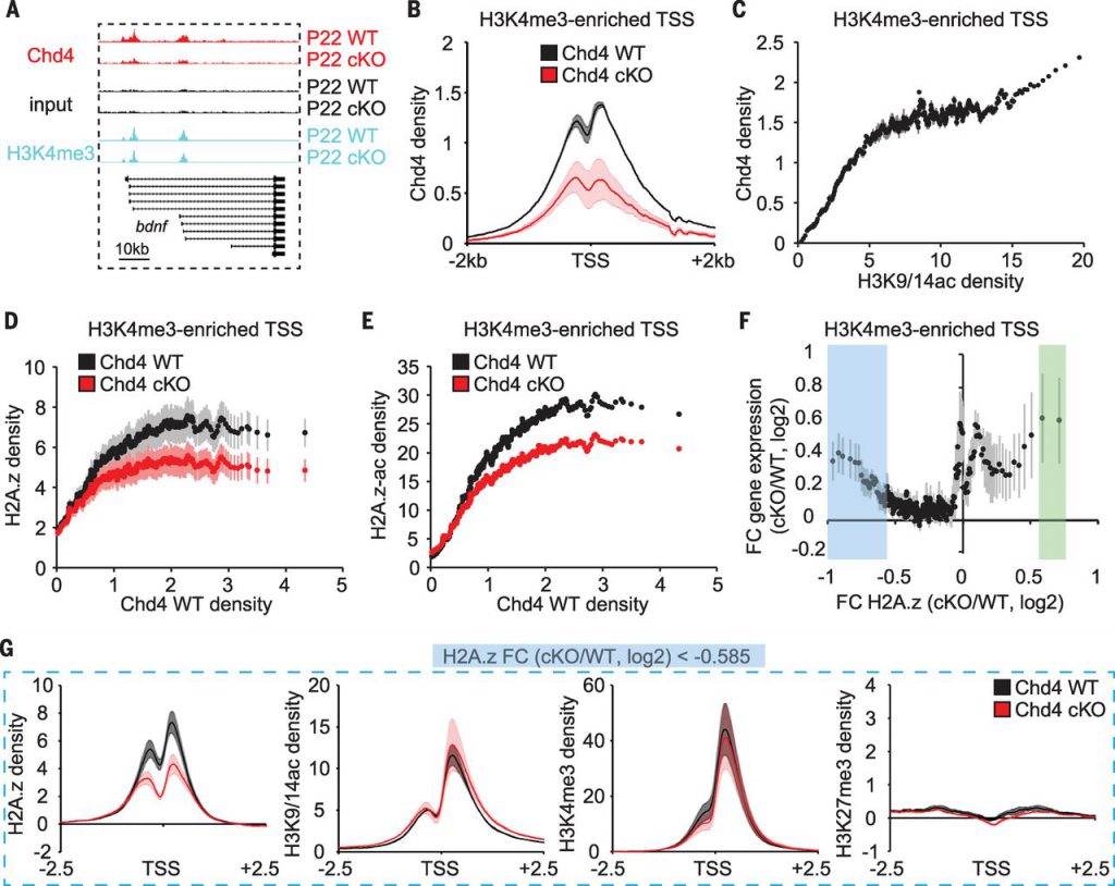 The core NuRD subunit Chd4 occupies promoters of actively transcribed genes in the cerebellum in vivo.