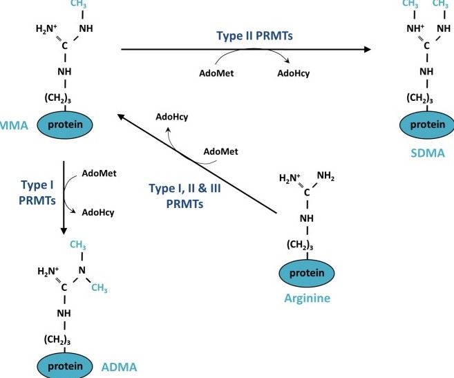 Fig1. Mechanism of protein methylation on arginine residues