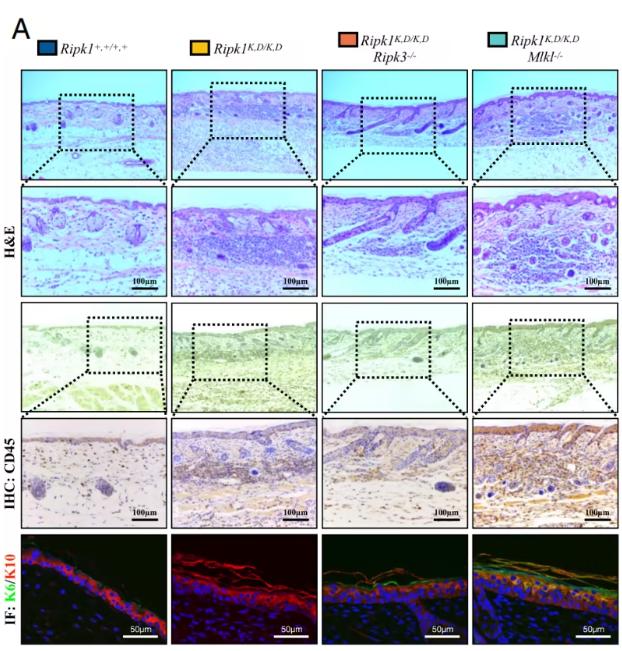 Fig1. RIPK3, rather than MLKL, is responsible for systemic inflammatory responses mediated by the RIPK1 scaffold. (Li, M., et al. PNAS)