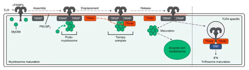 Fig 1. Proposed mechanism of TRAM-mediated, TLR-free myddosome signal transduction.