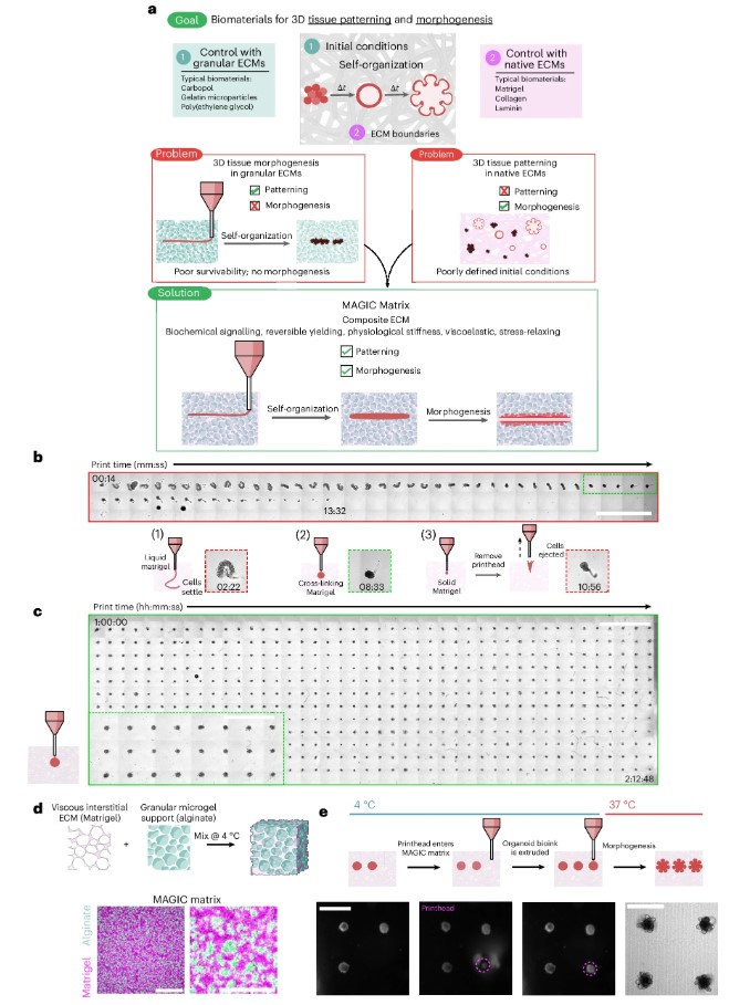 Fig. 1. MAGIC extracellular matrices are embedded bioprinting materials that enable both patterning and morphogenesis of organoids.