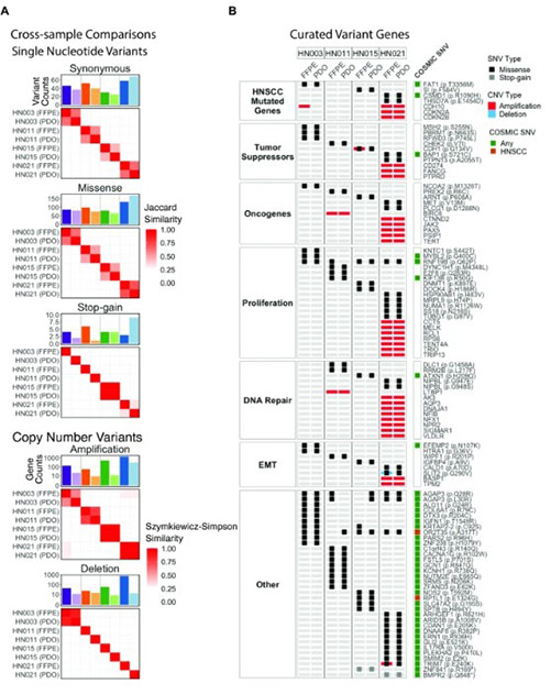 Genetic concordance between PDOs and surgical tissue FFPEs revealed by whole exome sequencing