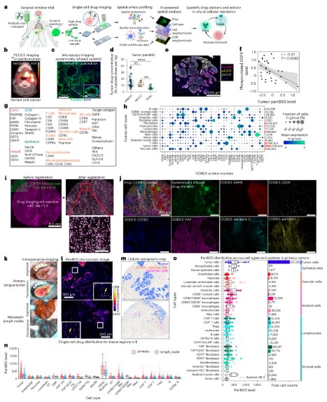 Fig1. SSP quantifies therapeutic antibody delivery and activity in native tissue at single-cell resolution.