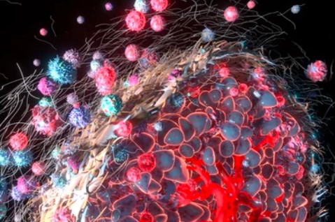 Anticancer Antibodies Enter Tumors but “Lose Their Way”: A New Platform Identifies Physical Barriers in the Tumor Microenvironment