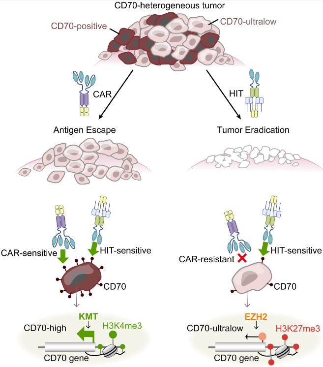 Fig1. Overcoming solid tumor antigen heterogeneity with sensitive CAR T cells.
