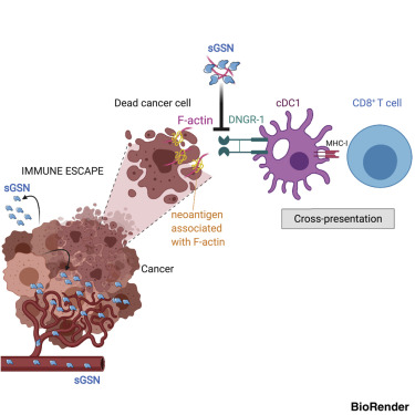 New Research Finds That Secretory Gel Protein Inhibits Cancer Immunity