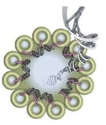VDAC Oligomers Found to Promote Mitochondrial DNA Release and Autoimmune Responses