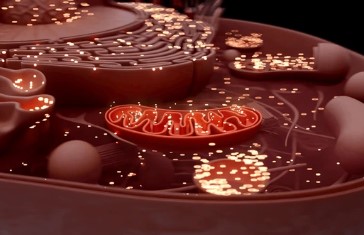 Cells produce two types of proteins locally in mitochondria to support energy generation