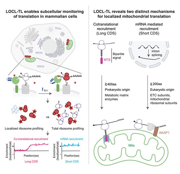 Fig1. Graphical abstract