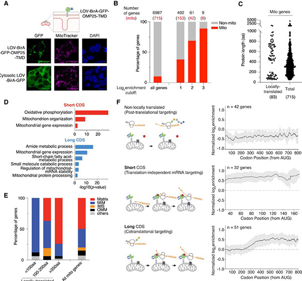 Fig3. Mitochondrial-specific LOCL-TL reveals two distinct classes of mitochondrially localized translation