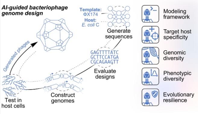 Fig1. A framework for AI-guided bacteriophage genome design. (from Science)
