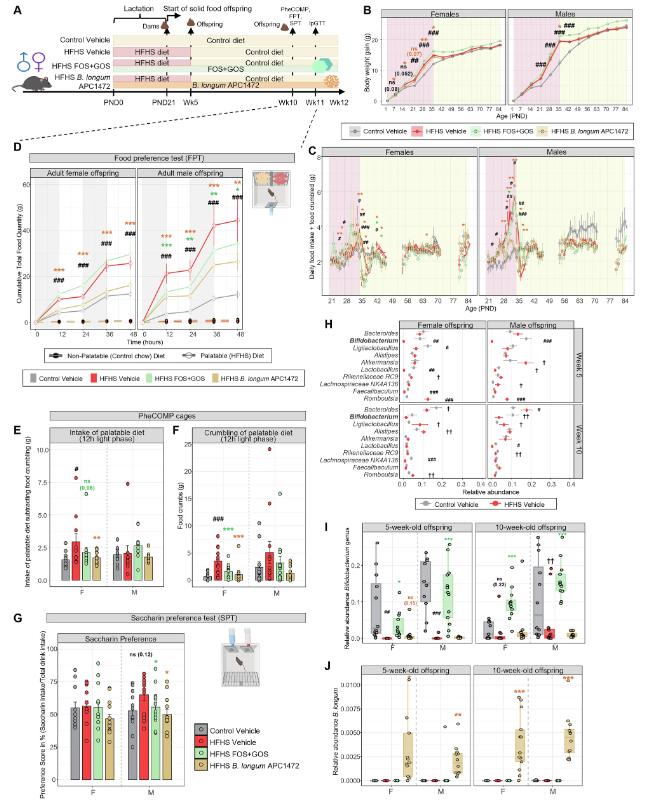 Fig1. Exposure to a high-fat/high-sugar diet during early life has long-term effects on Bifidobacterium and B. longum abundance and on feeding behavior in a sex-specific manner in adult female and male mice.