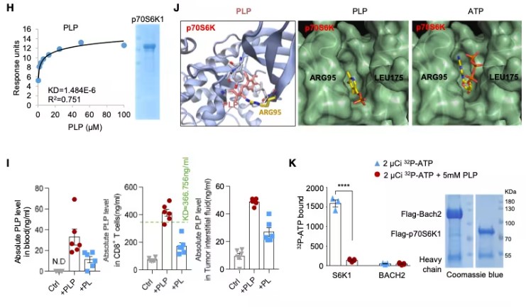 Fig3. p70S6K Is the Natural Target of PLP