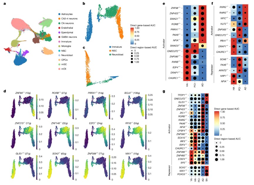 Fig1. GRNs in ageing and cognitive decline