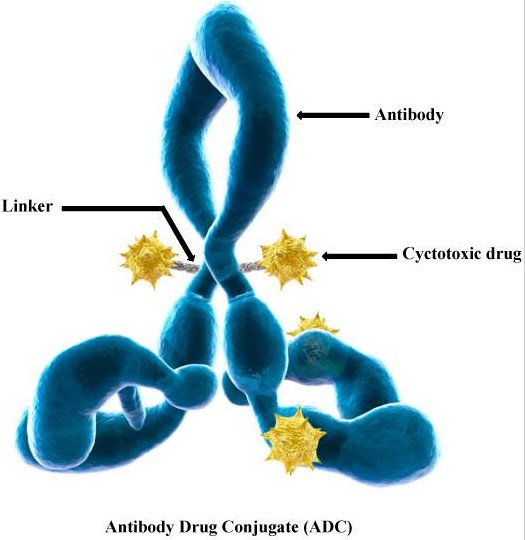 Stable Cell Line Development for Precision Research
