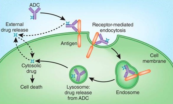 Stable Cell Line Development for Precision Research