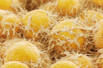 Father’s Protein Intake Determines Daughters’ “Metabolic Physique”? 