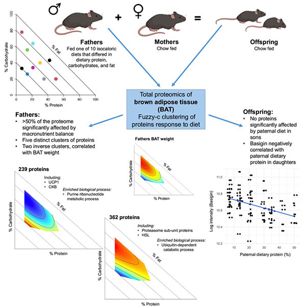 Fig1. Graphical abstract