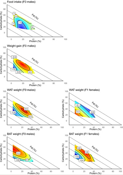 Fig2. Surface plots of F0 male food intake, F0 male weight gain, F0 male WAT weight, F0 male BAT weight, as well as F1 female offspring WAT weight and F1 female offspring BAT weight across the 10 diets