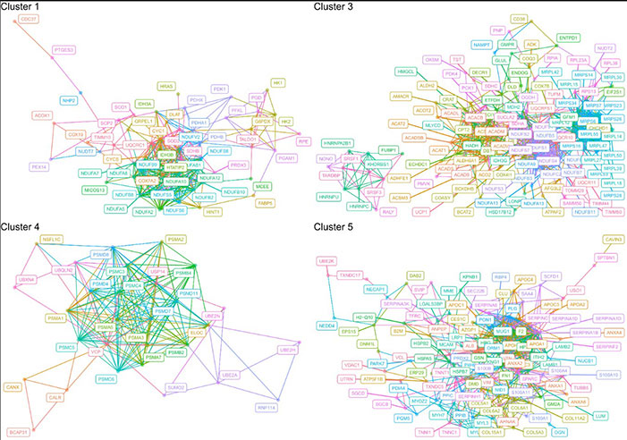 Fig3. Schematic networks of the significant proteins that were involved in enriched biological processes