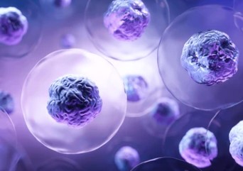 FGF21 Activates the Cell’s “Cleanup” System to Reverse Aging and Enhance Therapeutic Efficacy