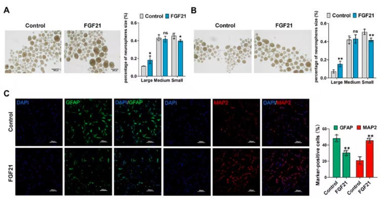 Fig1. FGF21 enhances the neural differentiation potential of aged ASCs.