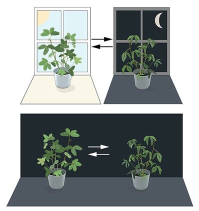 Plant biological clock
