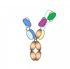 trispecific antibody