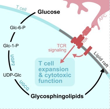 Fig1. Graphical abstract