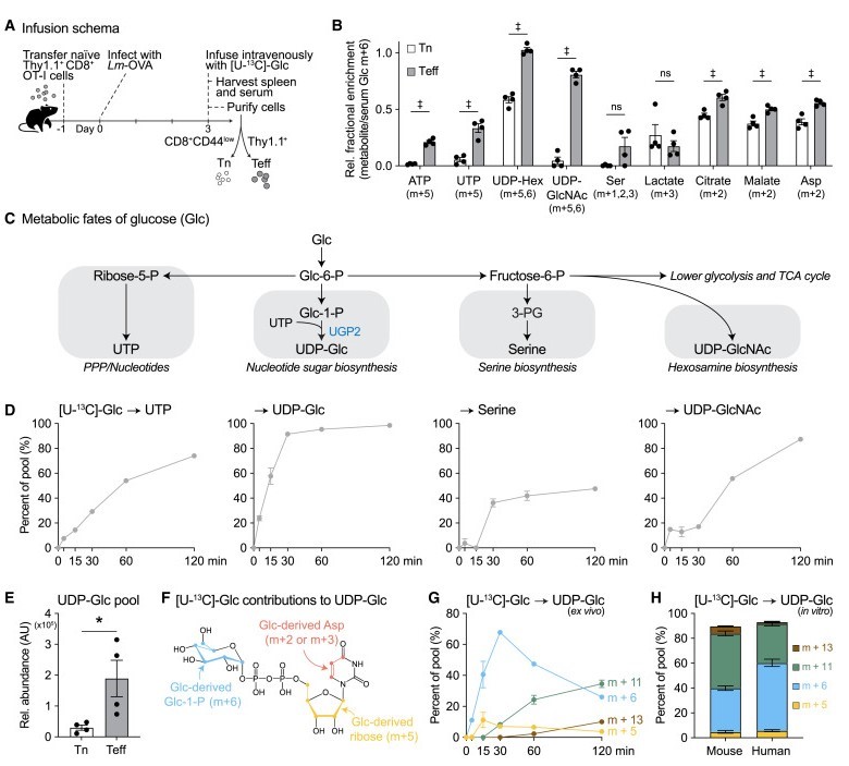Fig2. UDP-Glc biosynthesis is a major metabolic fate of glucose in physiologically activated CD8+ T cells