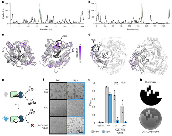 Fig2. ProDomino informs the engineering of light-controlled antibiotic resistances.